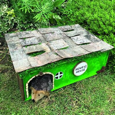 Hedgehog House craft activity