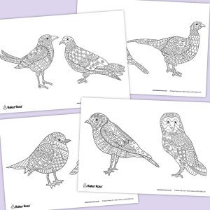 Birds Mindfulness Colouring Pictures craft activity